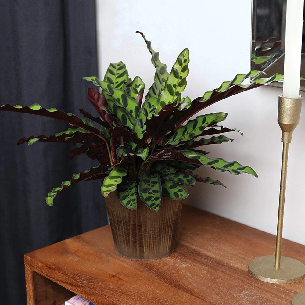 Calathea Rattlesnake With Decorative Pot - Image 10
