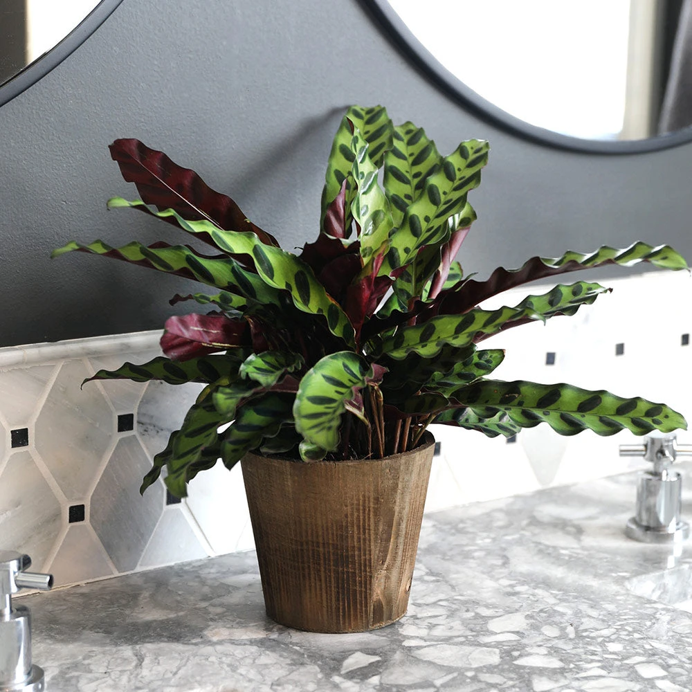 Calathea Rattlesnake With Decorative Pot