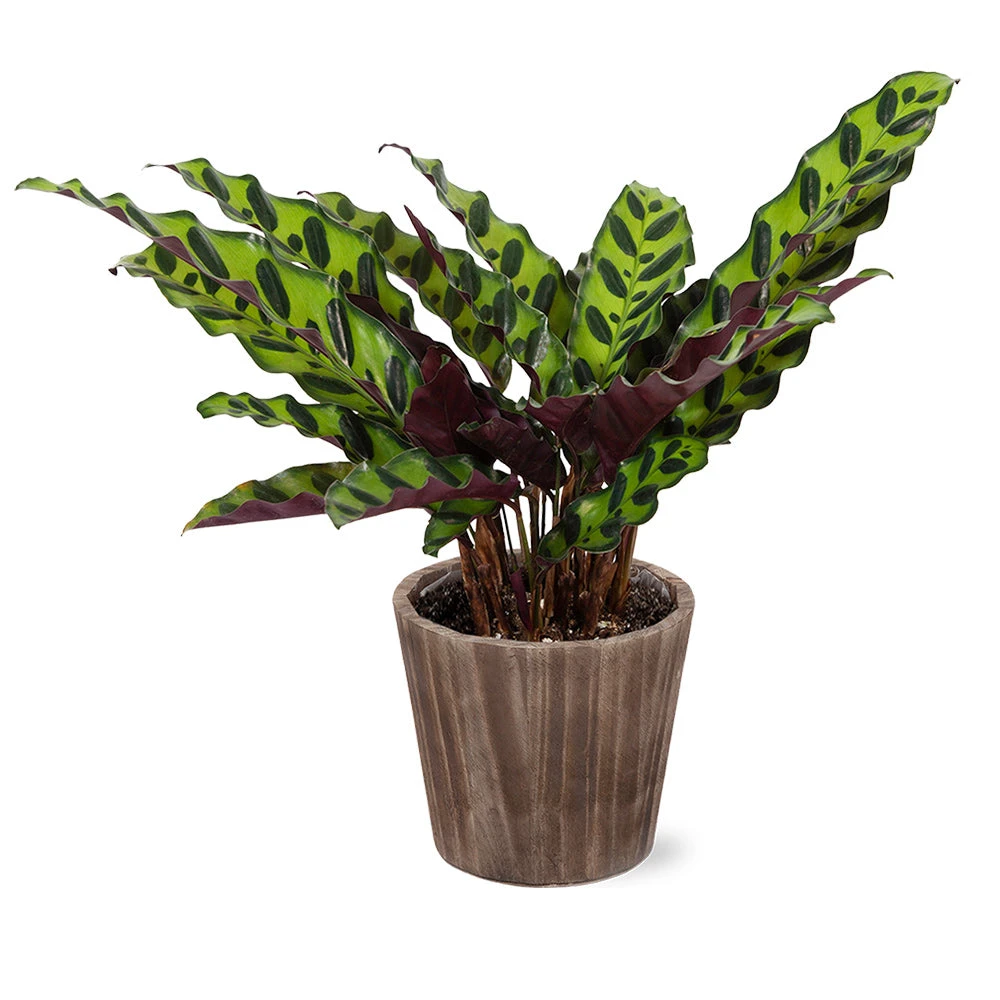 Calathea Rattlesnake With Decorative Pot - Image 4