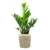 5-Inch ZZ Plant In Decorative Pot