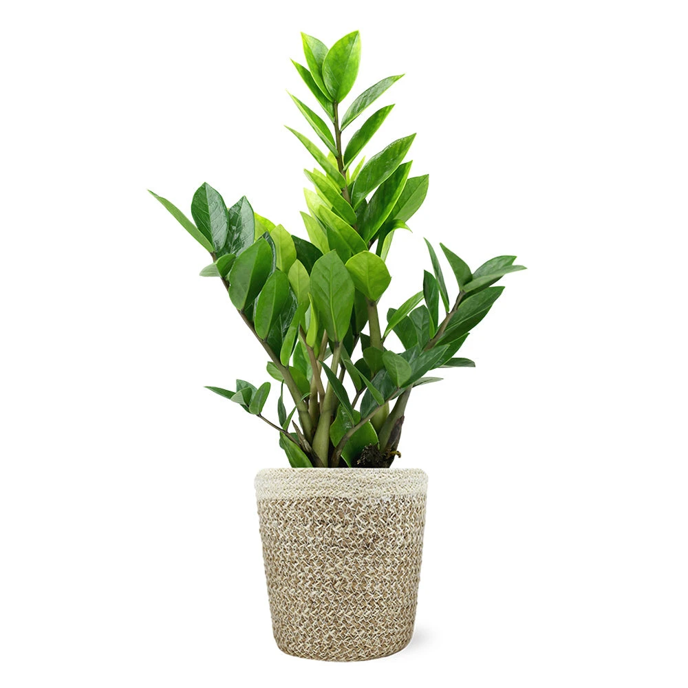 5-Inch ZZ Plant In Decorative Pot - Image 2