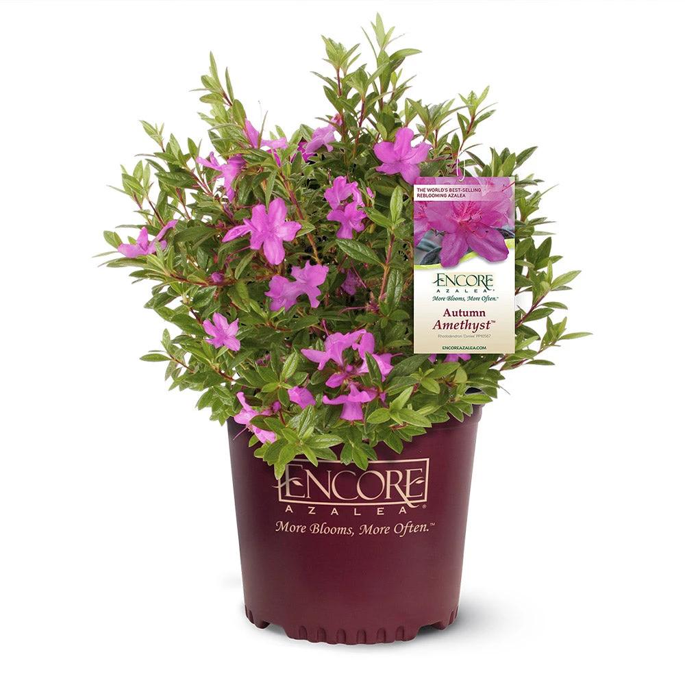 Autumn Amethyst® Encore® Azalea - Image 3