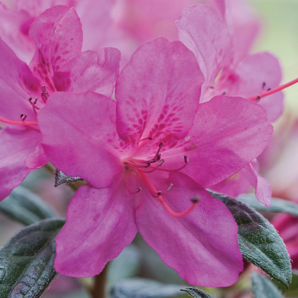 Autumn Amethyst® Encore® Azalea - Image 2