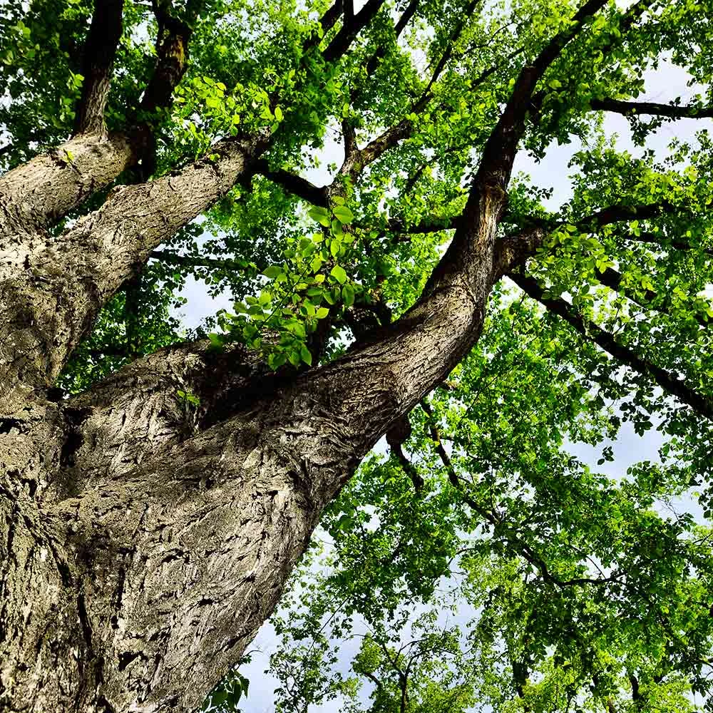 American Elm Tree - Image 3
