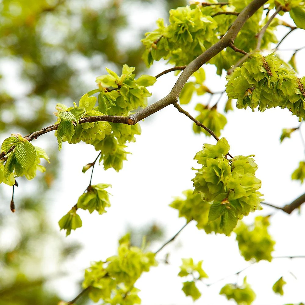 American Elm Tree - Image 6