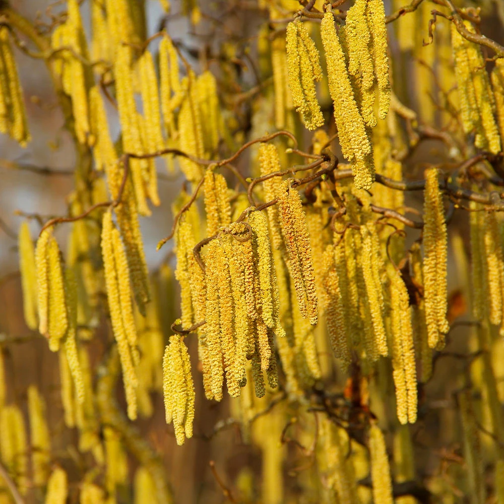 American Hazelnut Filbert - Image 4