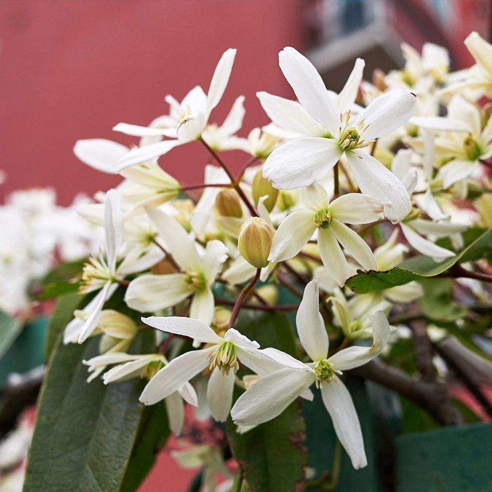 Armandii Snowdrift Clematis - Image 3