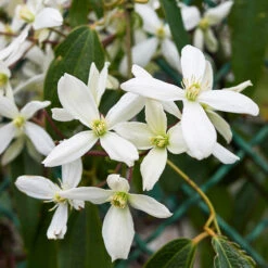 Armandii Snowdrift Clematis