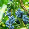 Aurora Blueberry Bush - USDA Organic