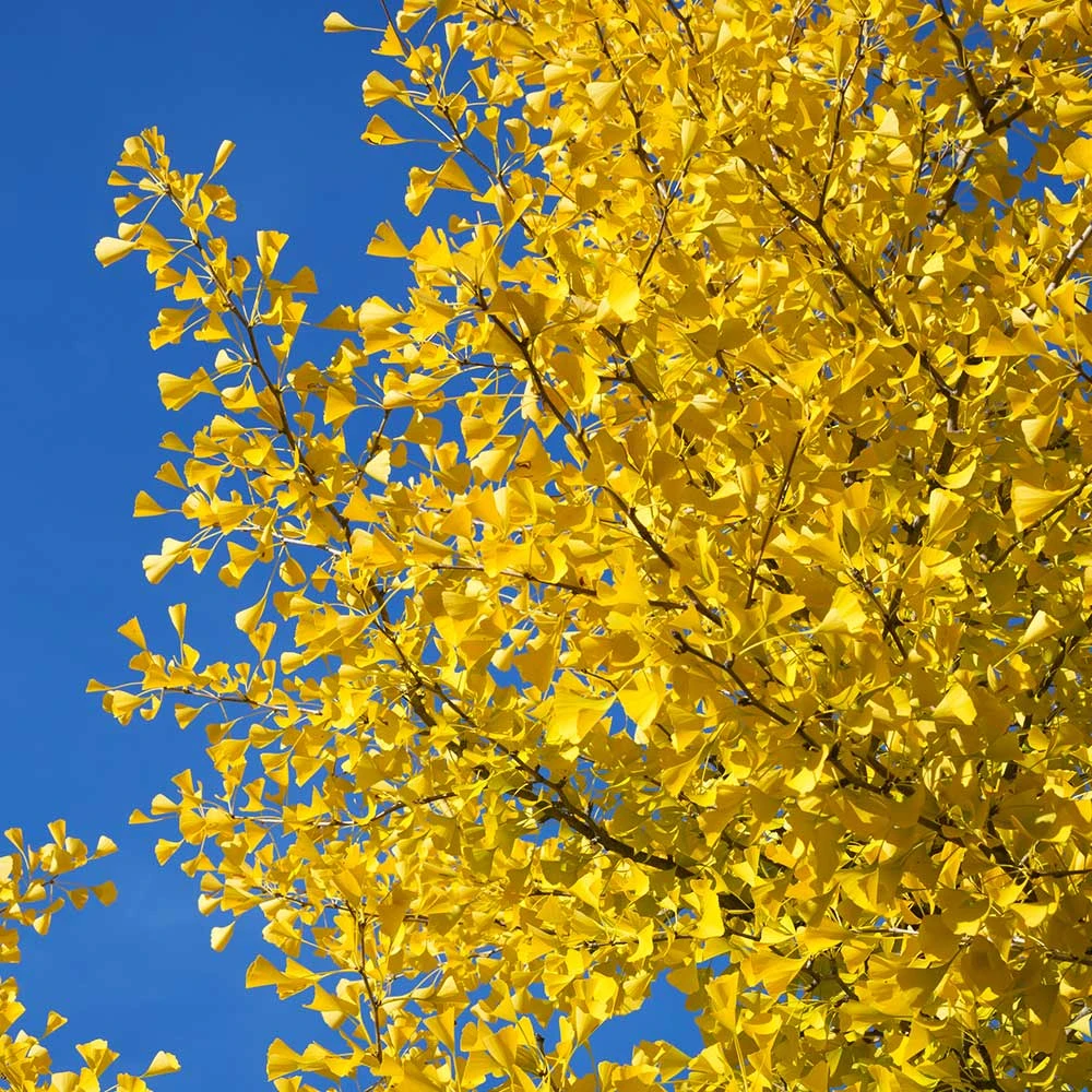 Autumn Gold Ginkgo Tree - Image 5