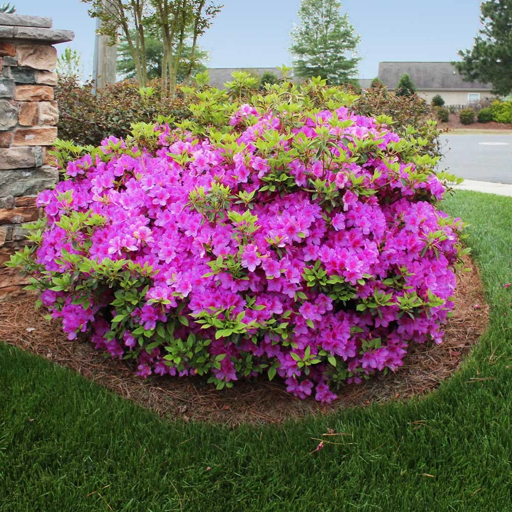 Autumn Royalty® Encore® Azalea - Image 2