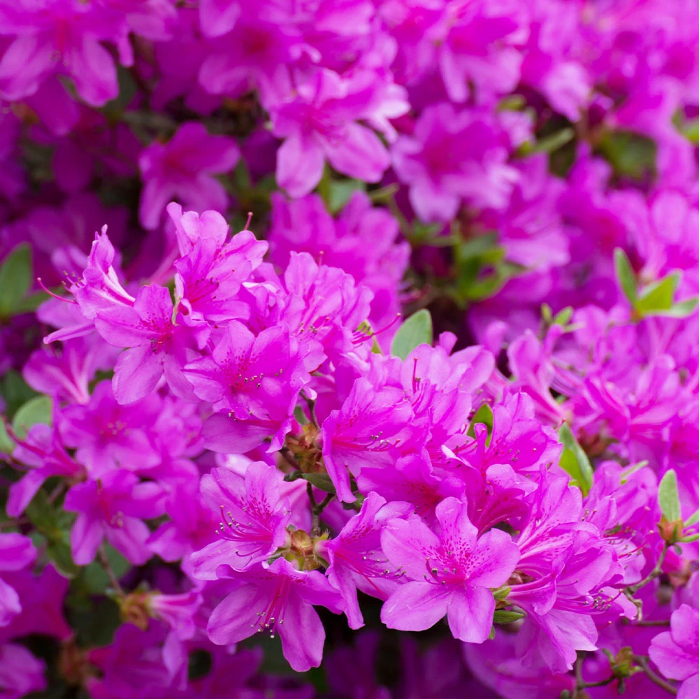Autumn Royalty® Encore® Azalea - Image 3