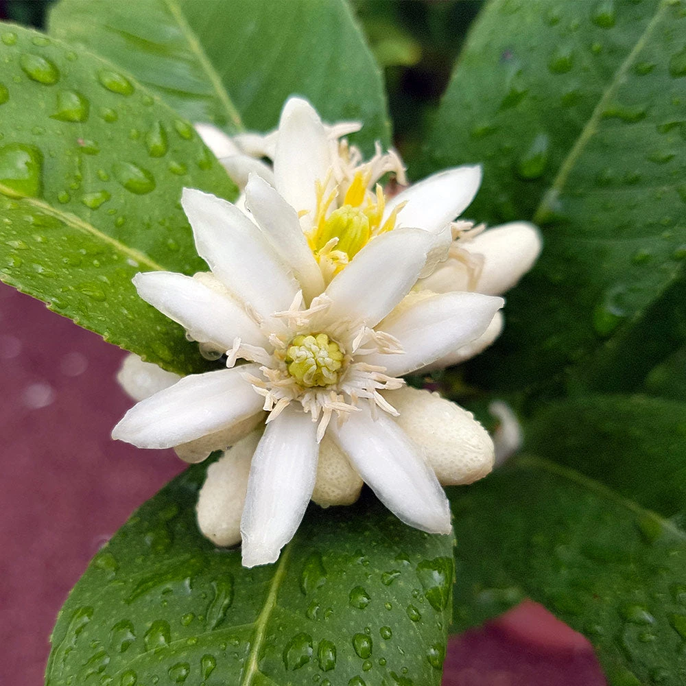 Buddha's Hand Citron - Image 5