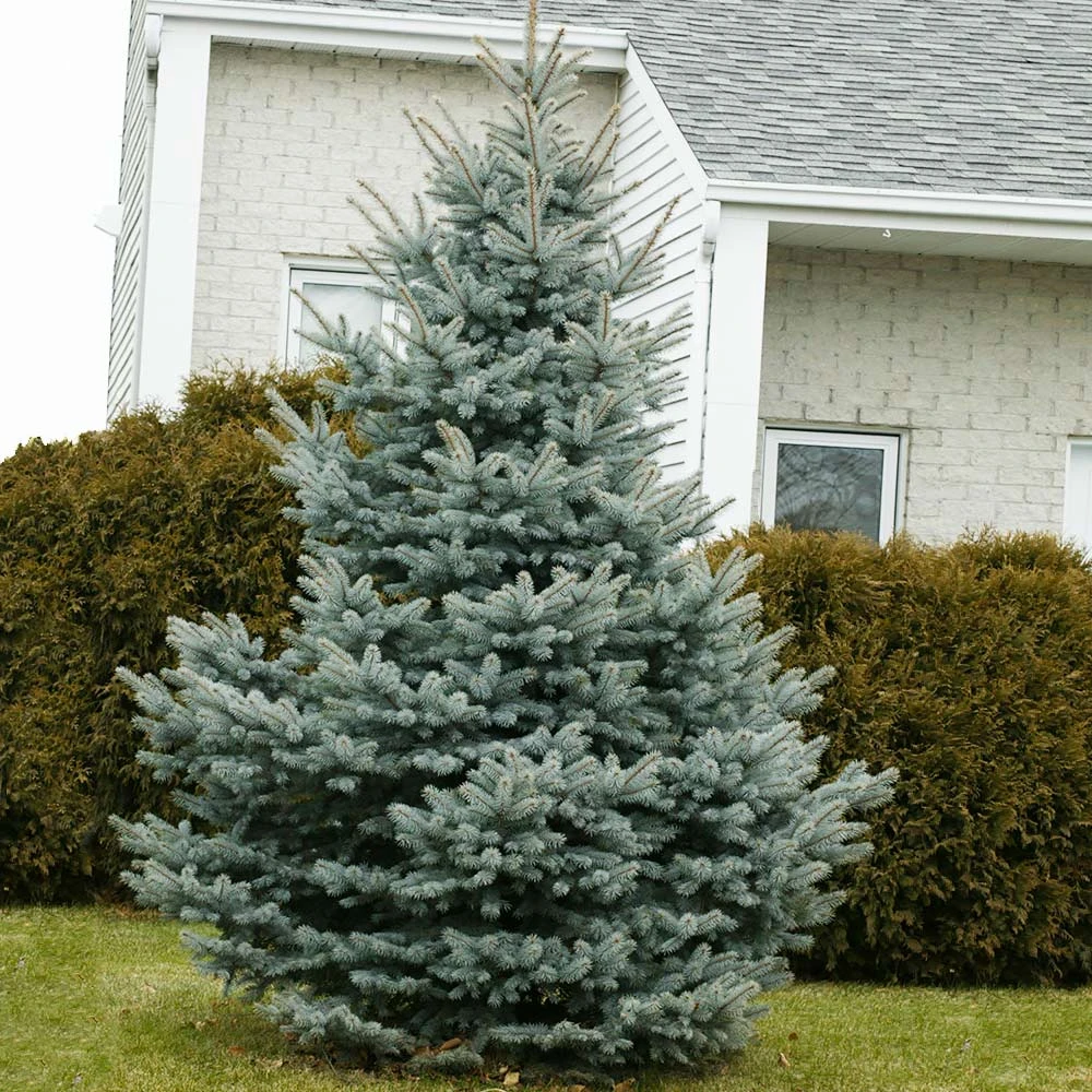 Baby Blue Spruce Tree - Image 2