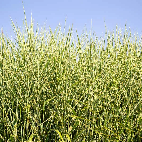 Miscanthus Bandwidth (Chinese Silver Grass)