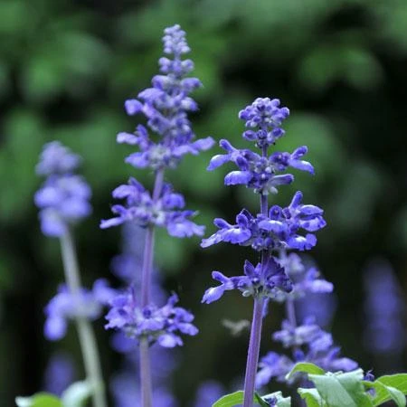 Big Time Blue Lavender - Image 3
