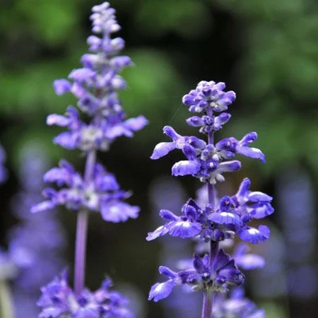 Big Time Blue Lavender - Image 4