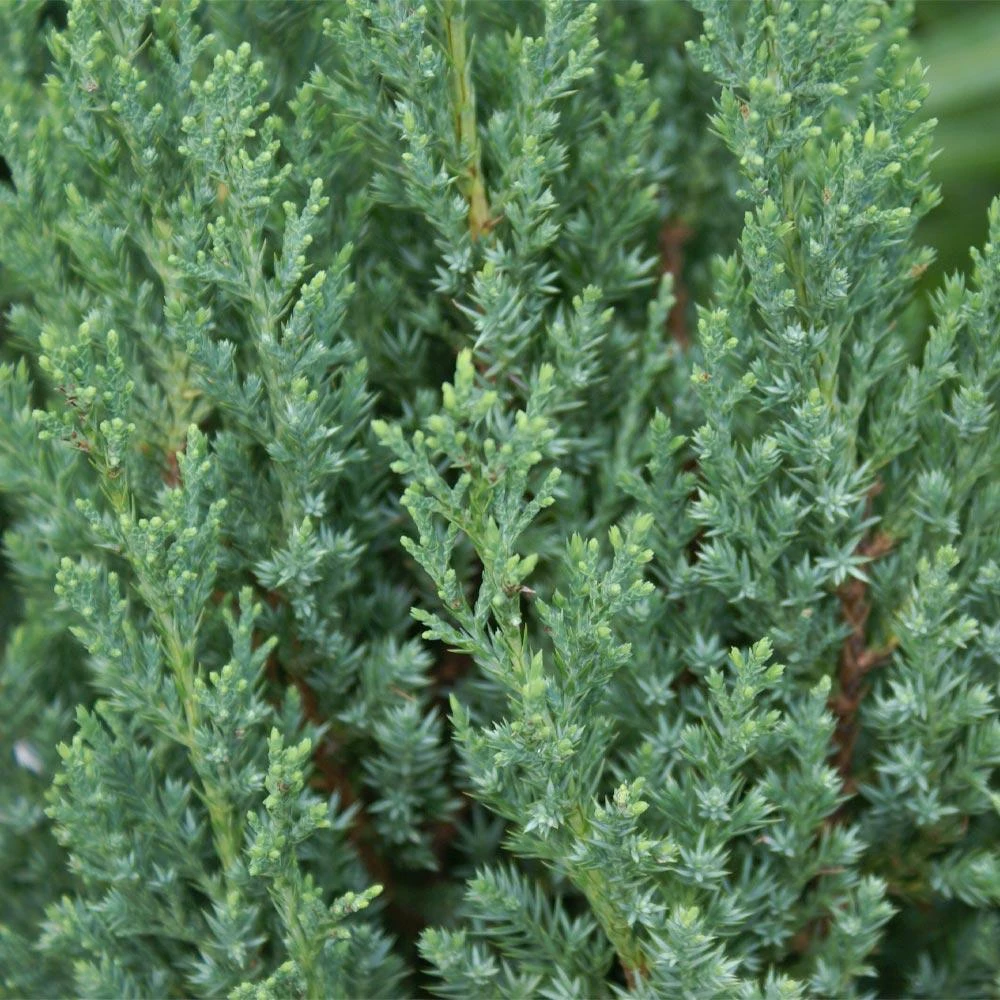 Blue Point Juniper - Image 4