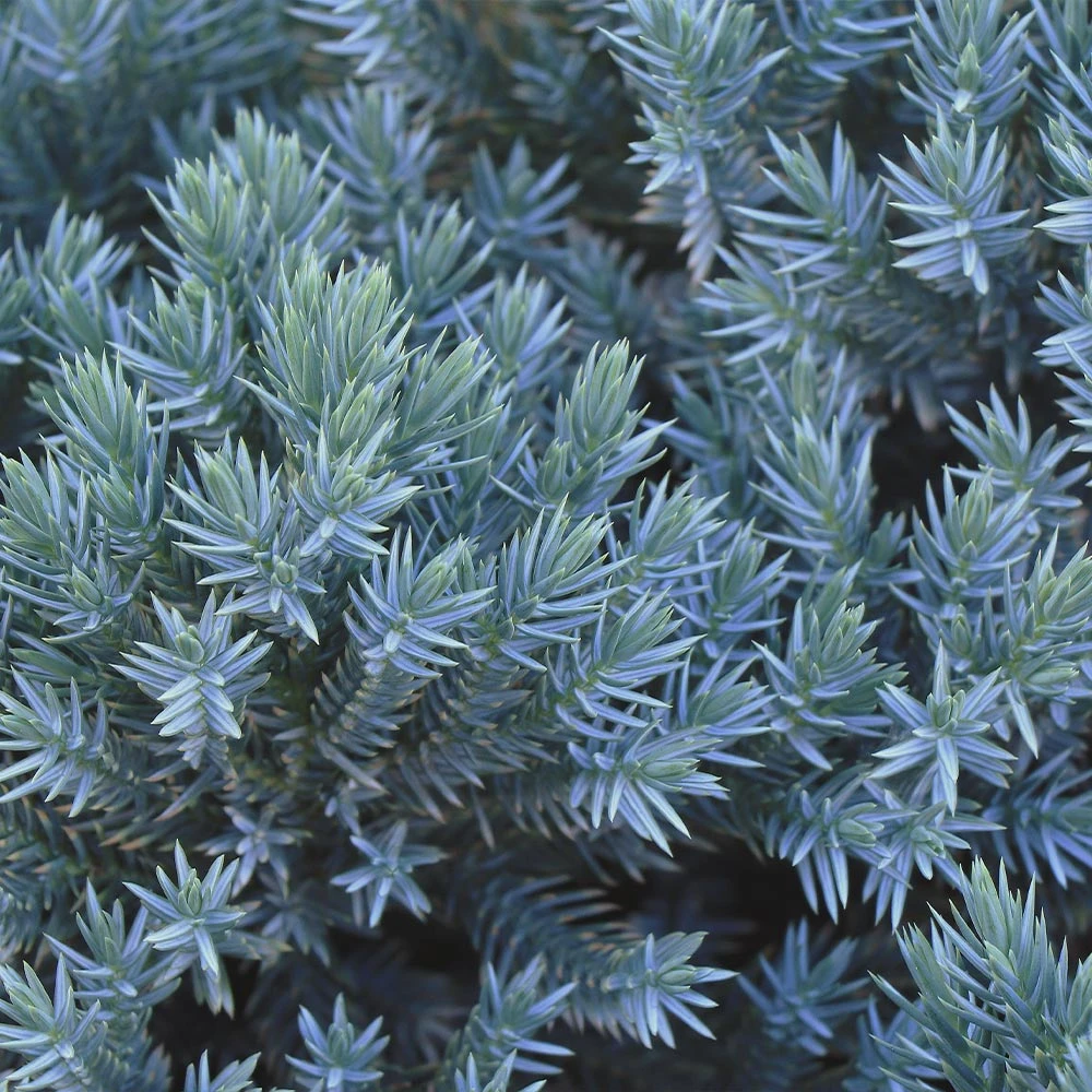 Blue Star Juniper Shrub - Image 3