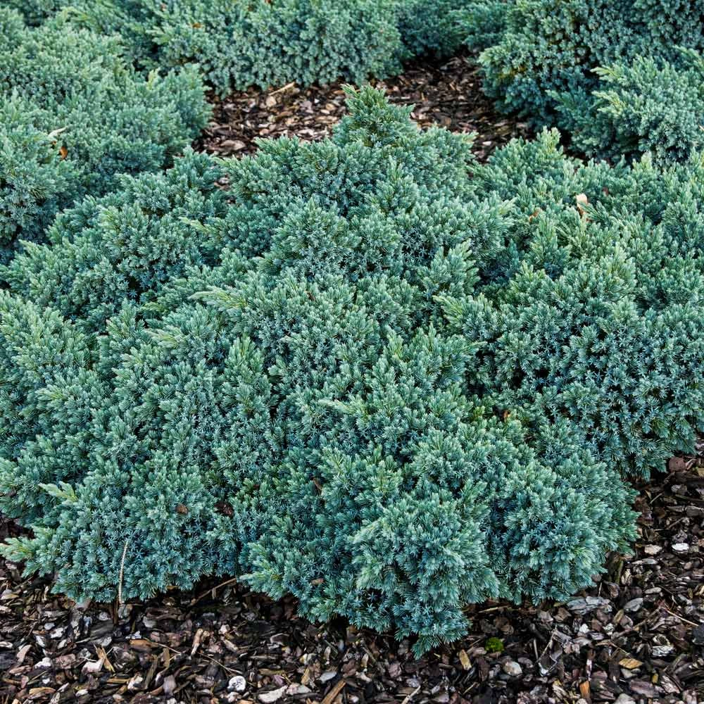 Blue Star Juniper Shrub - Image 5