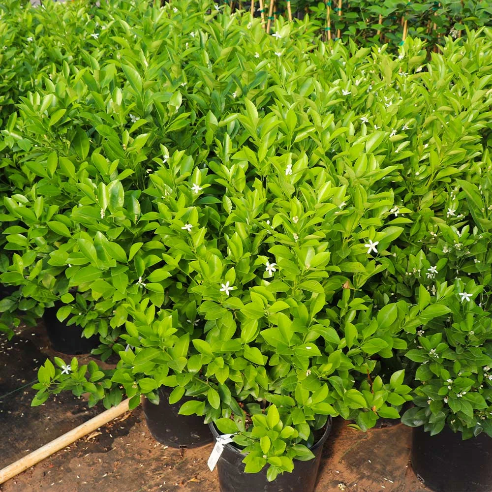 Calamondin Bush - Image 5