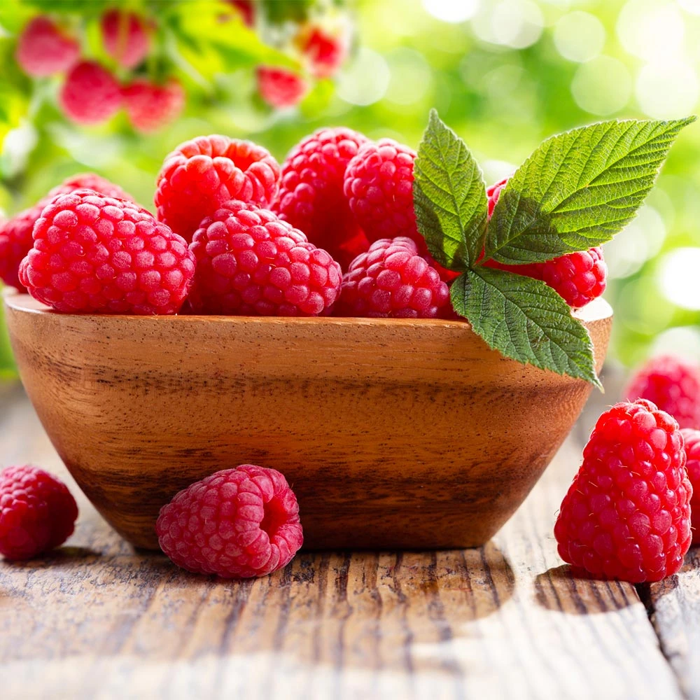 Caroline Raspberry - USDA Organic - Image 3