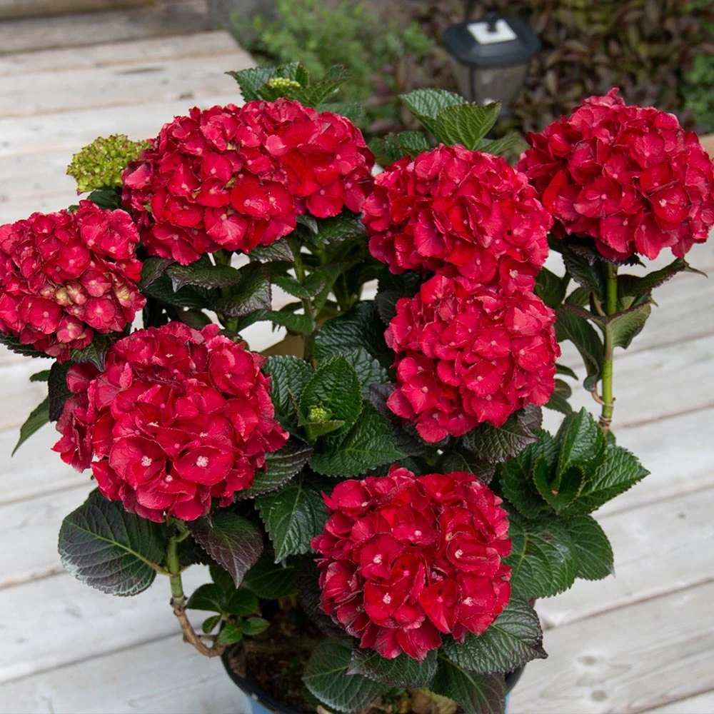 Cherry-Go-Round™ Hydrangea - Image 2