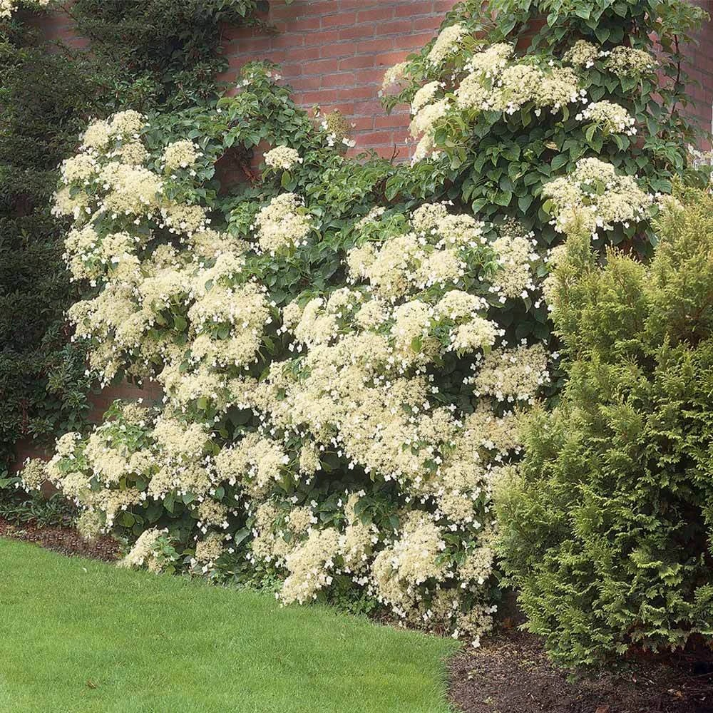 Climbing Hydrangea - Image 2