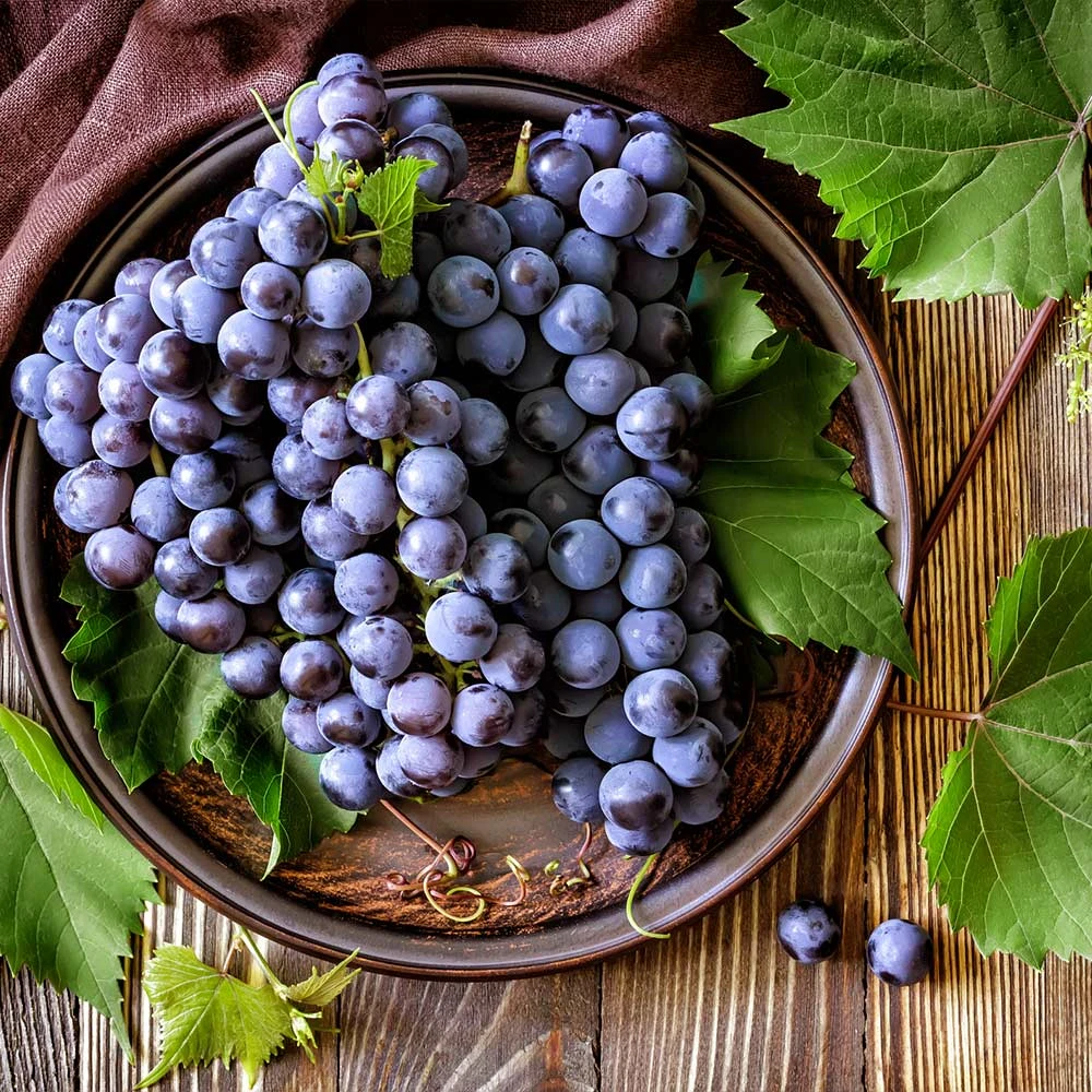 Concord Grape - Image 4