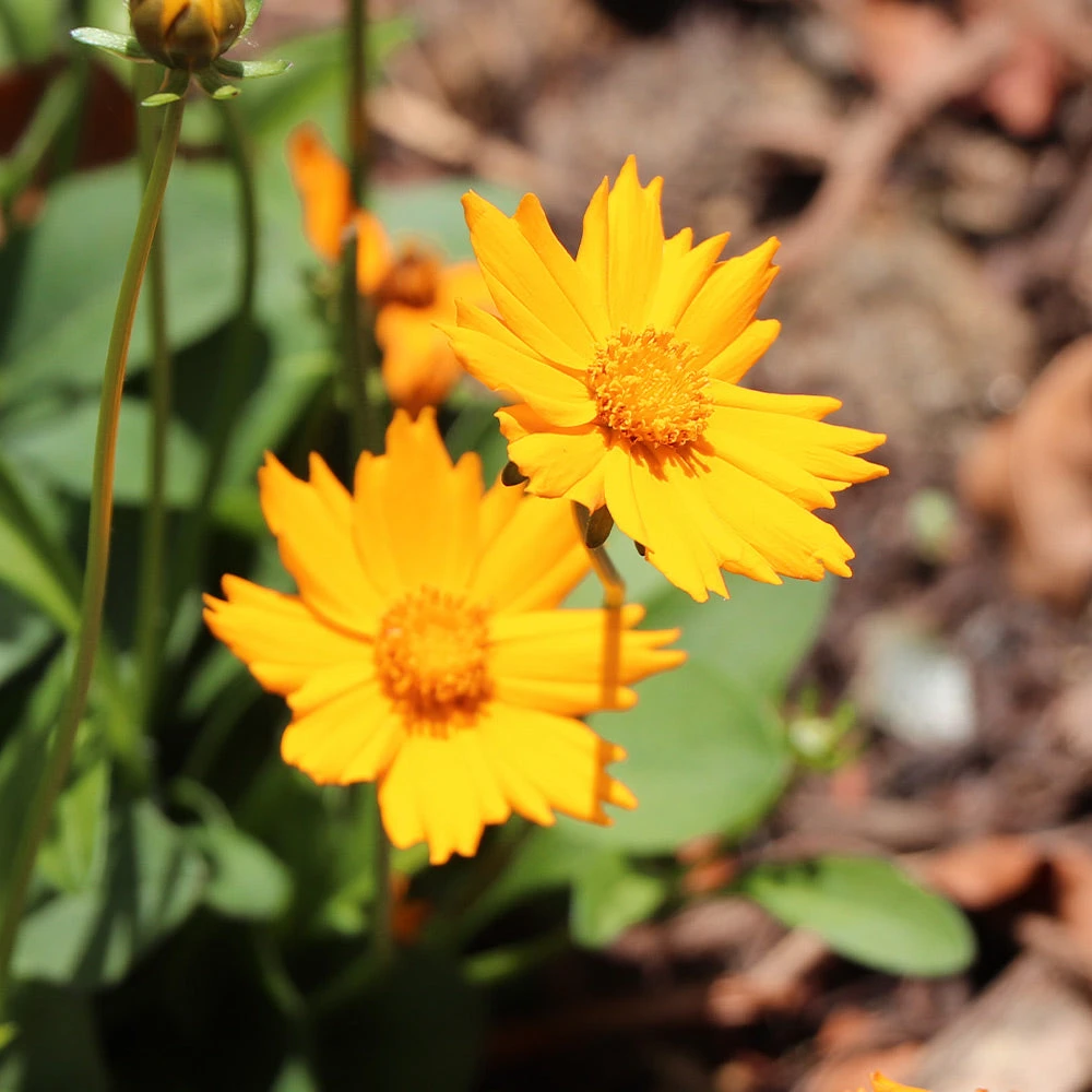 Nana Coreopsis (Tickseed) Plant - Image 3