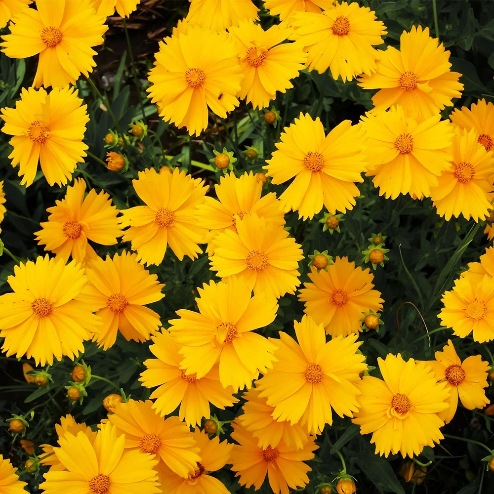 Nana Coreopsis (Tickseed) Plant - Image 2