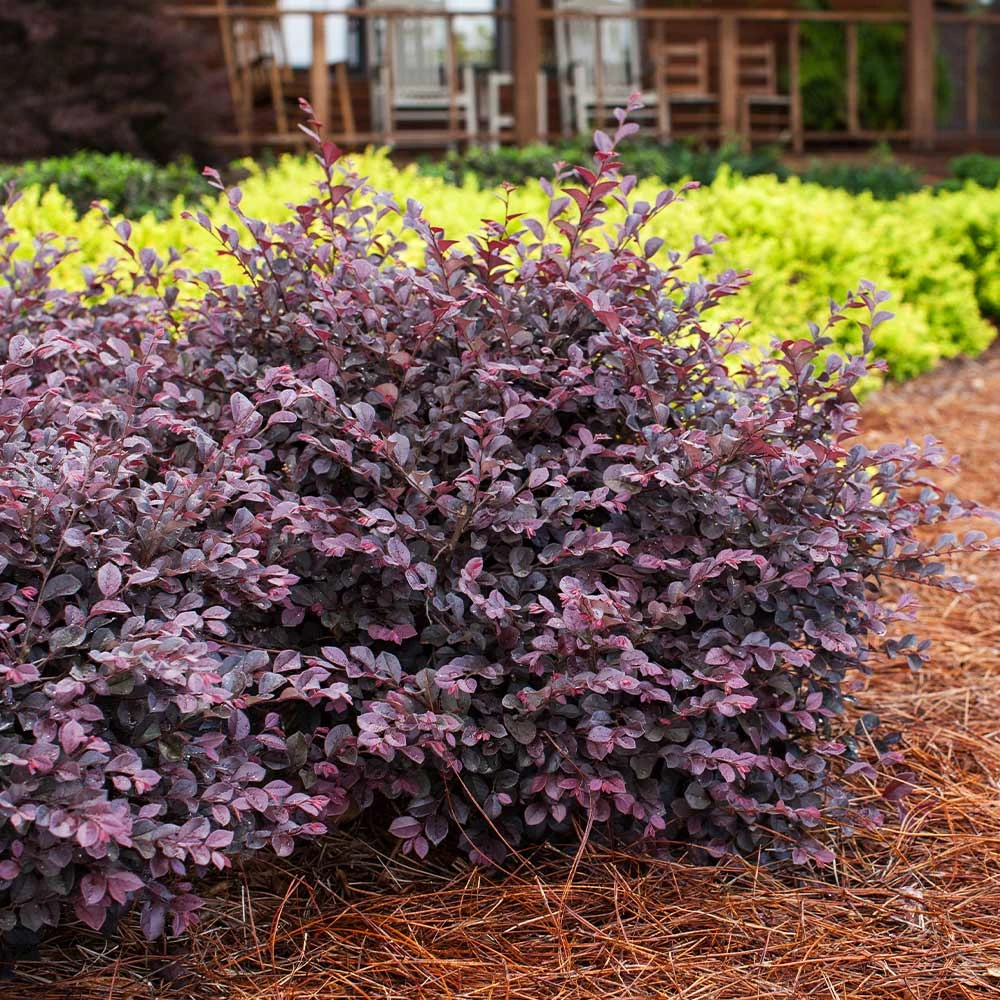 Crimson Fire™ Loropetalum - Image 2