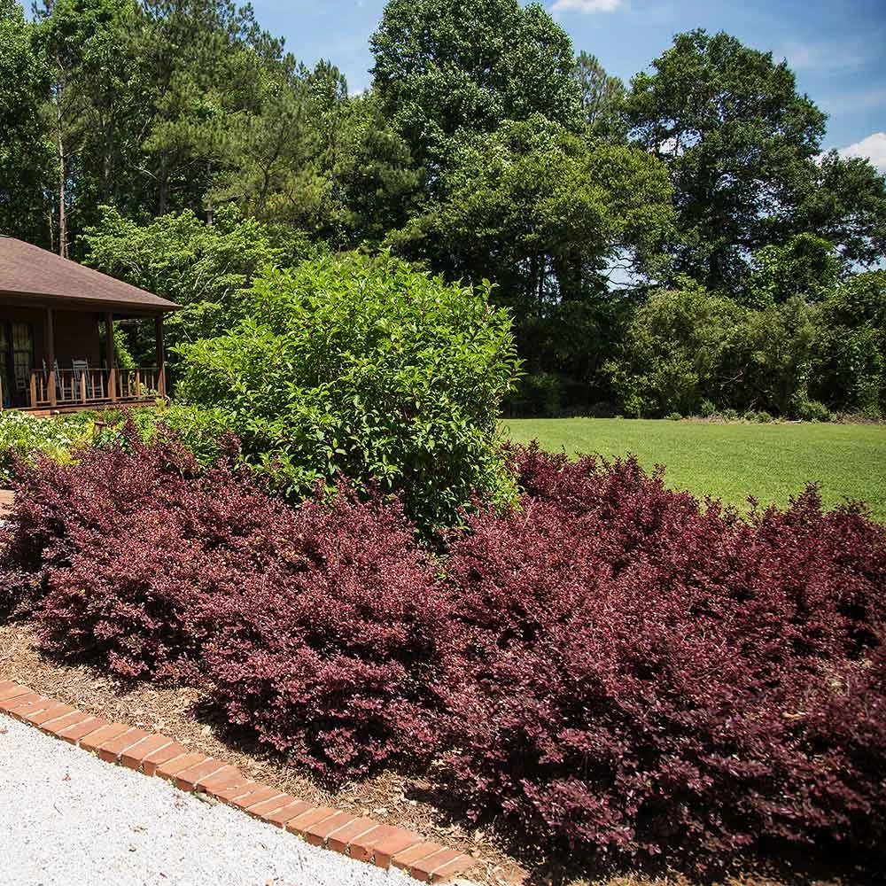 Crimson Fire™ Loropetalum - Image 4