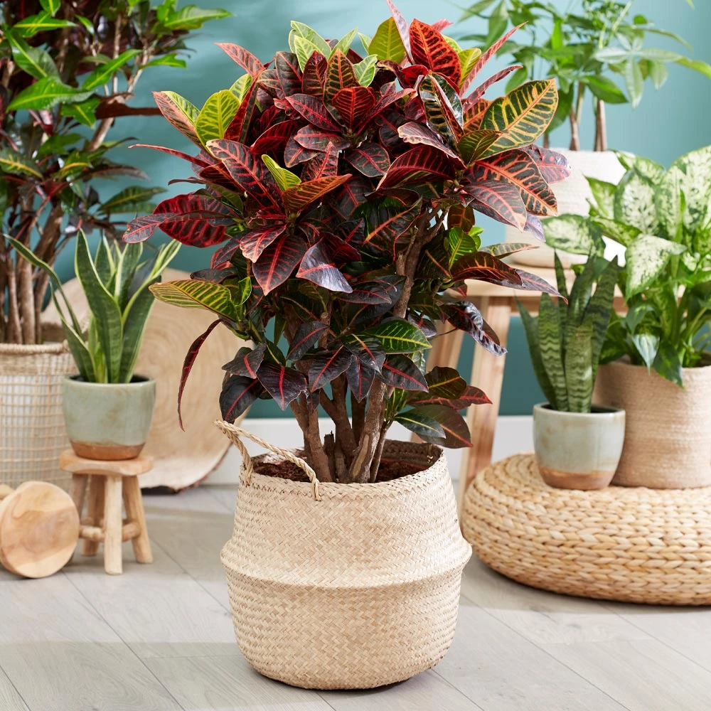 Sunset Hues House Plant Kit - Image 6