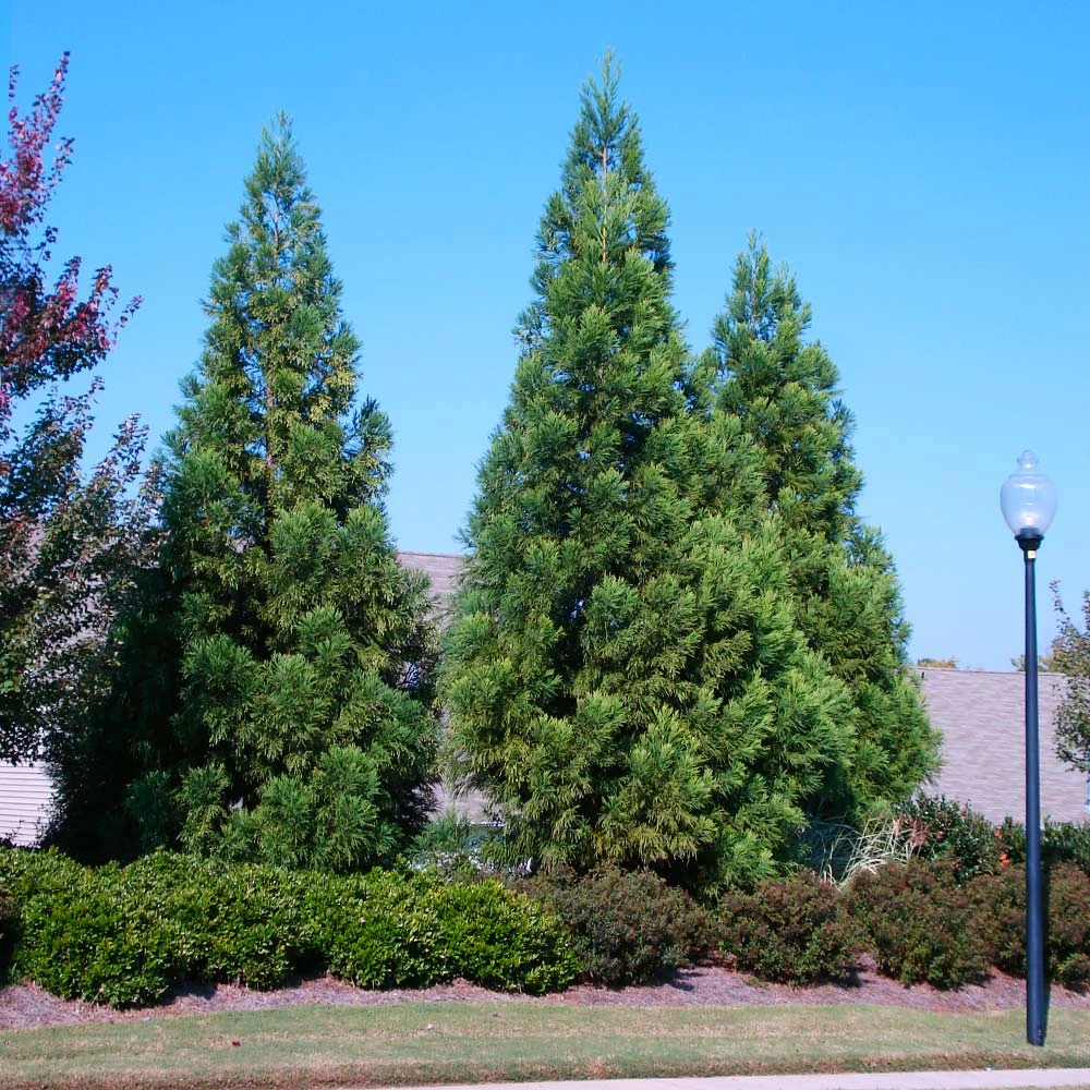 Cryptomeria Radicans - Image 3