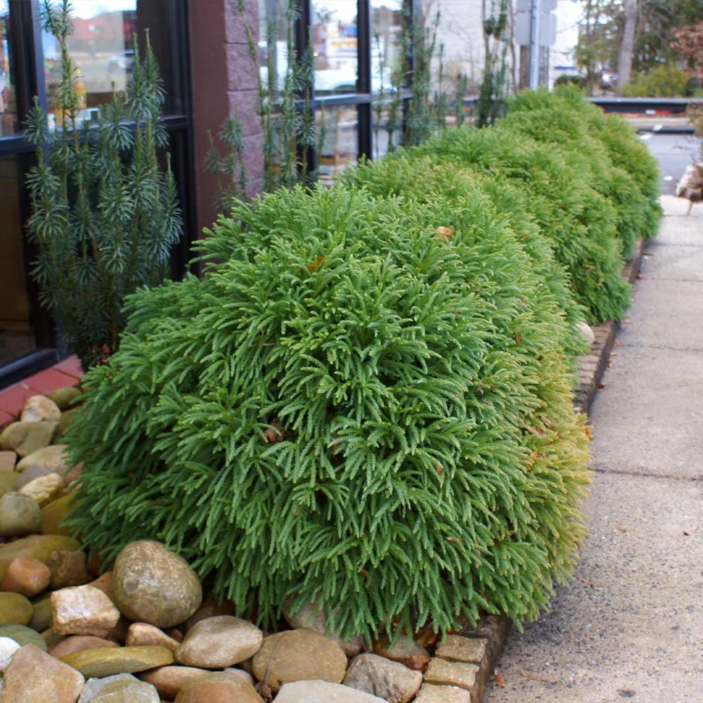 Cryptomeria 'Globosa Nana' Shrub - Image 4