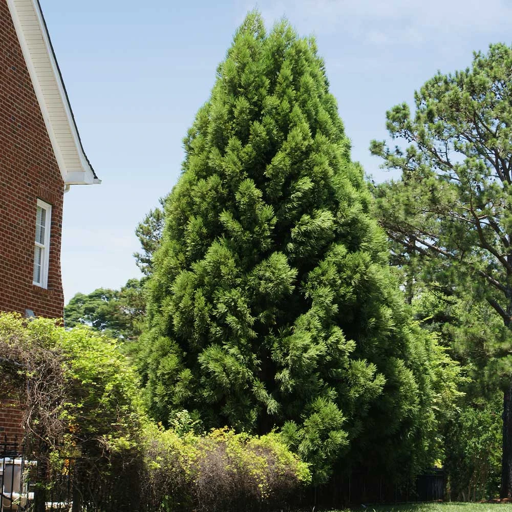 Cryptomeria Radicans - Image 5