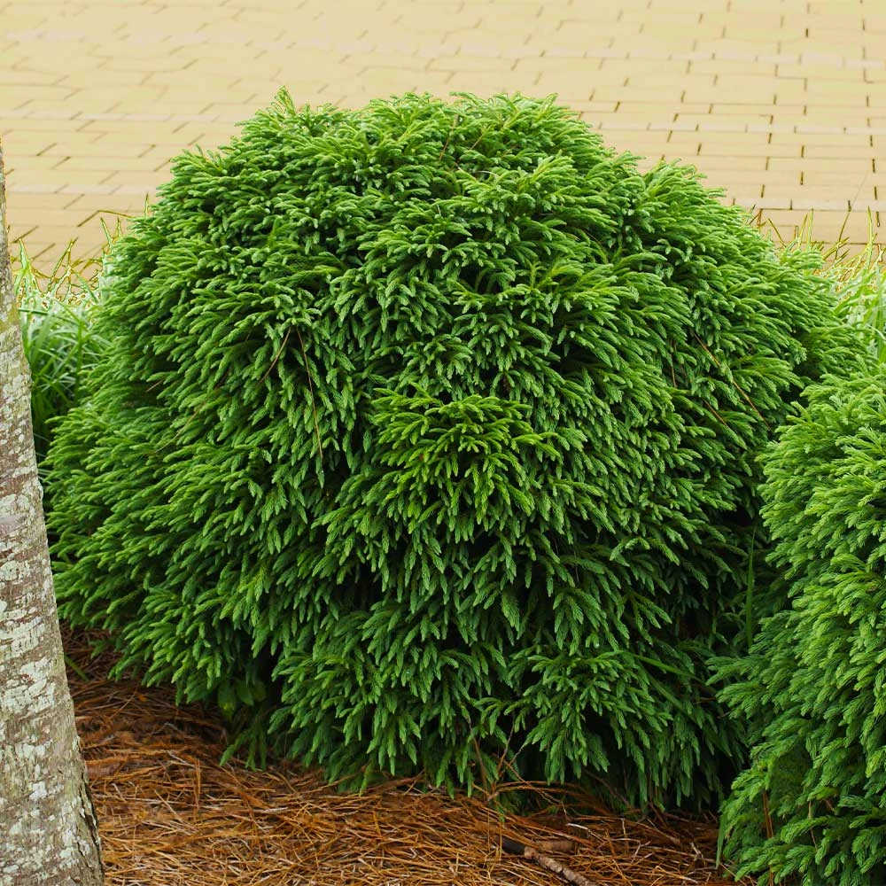 Cryptomeria 'Globosa Nana' Shrub - Image 2