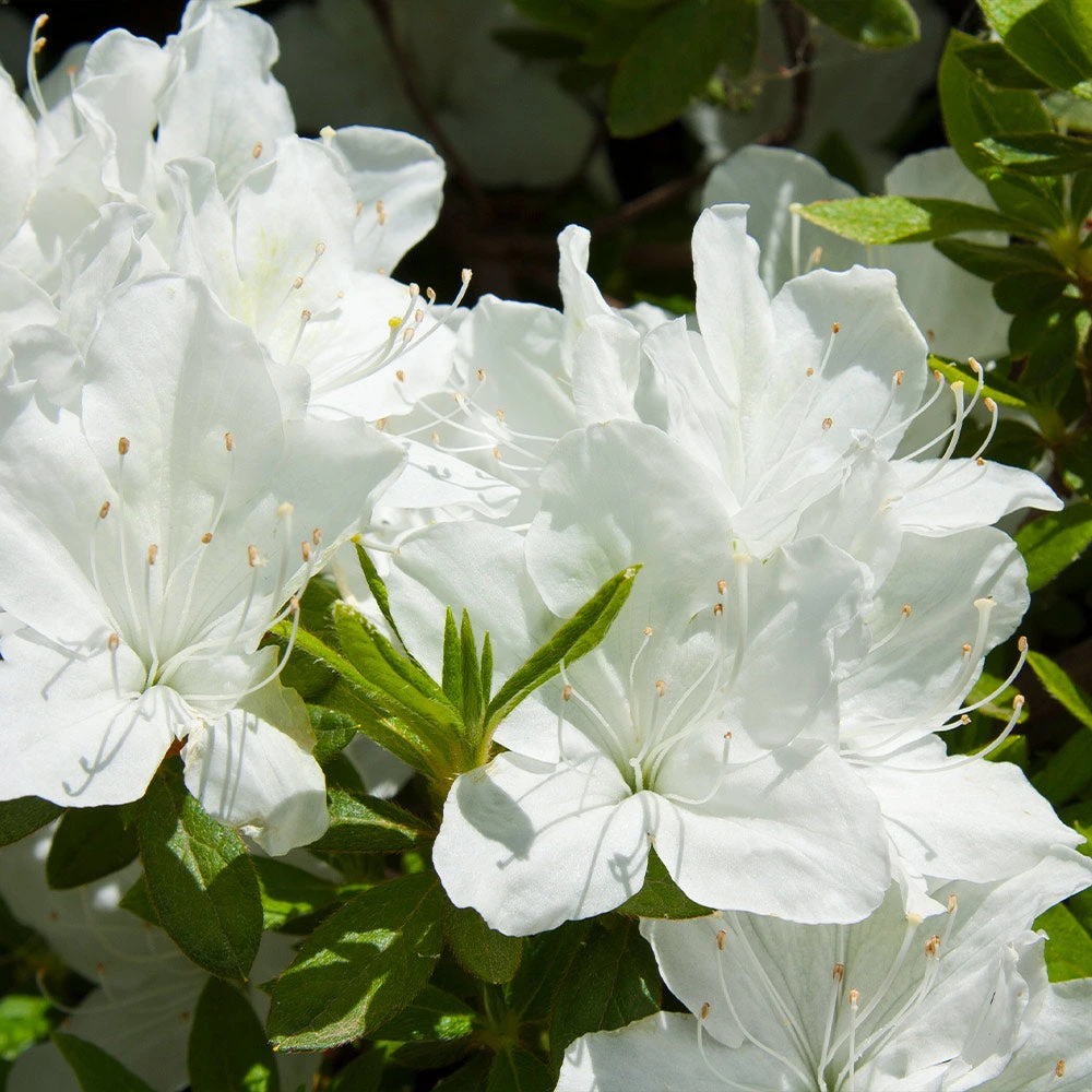 Delaware Valley White Azalea - Image 2