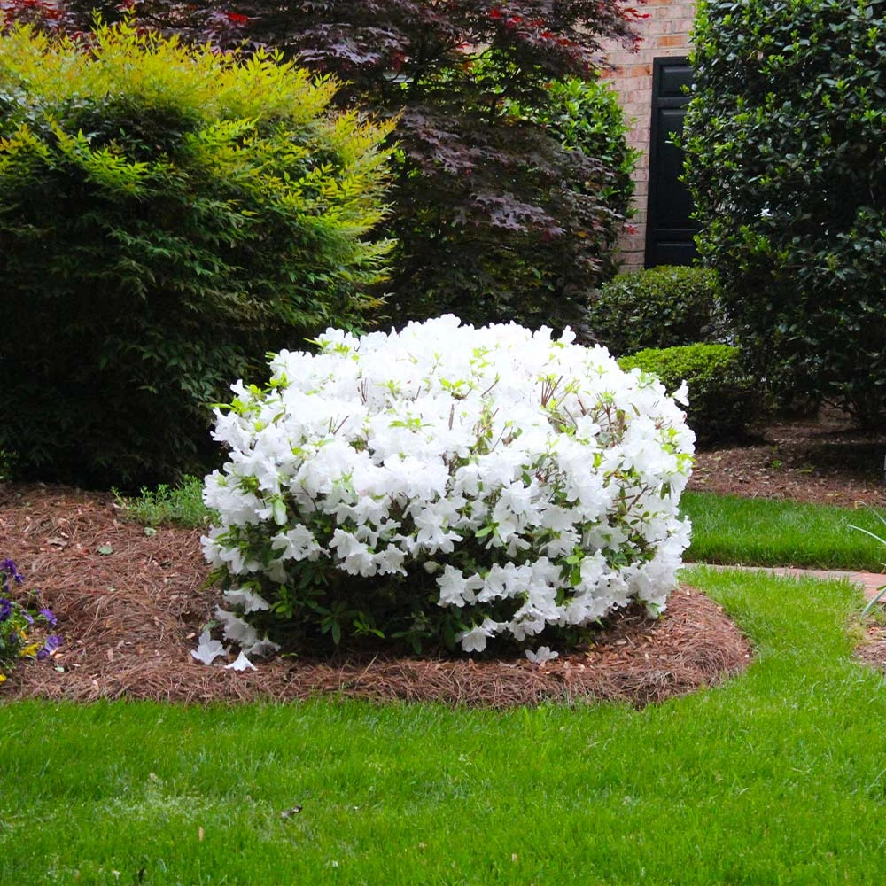 Delaware Valley White Azalea - Image 4