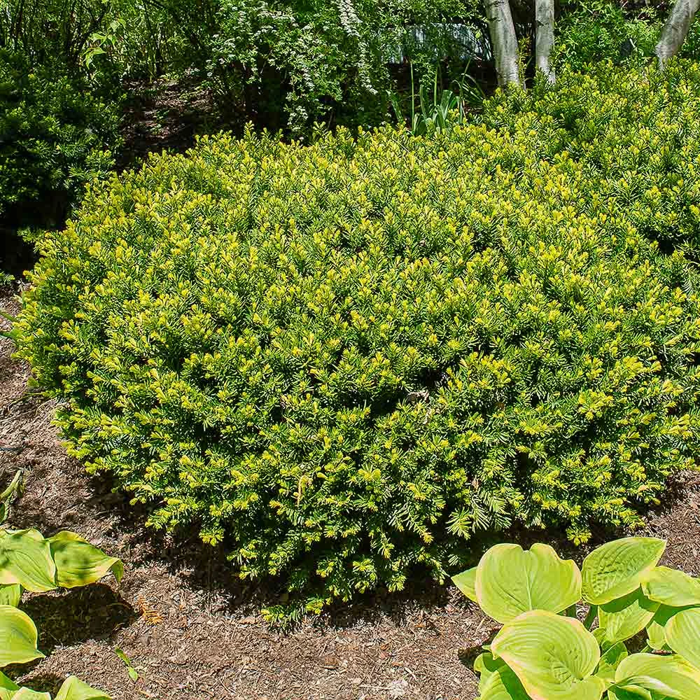 Dense Spreading Yew - Image 3