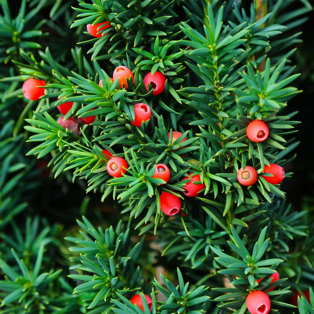 Dense Spreading Yew - Image 4