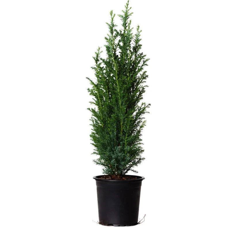 Dwarf Italian Cypress - Image 4