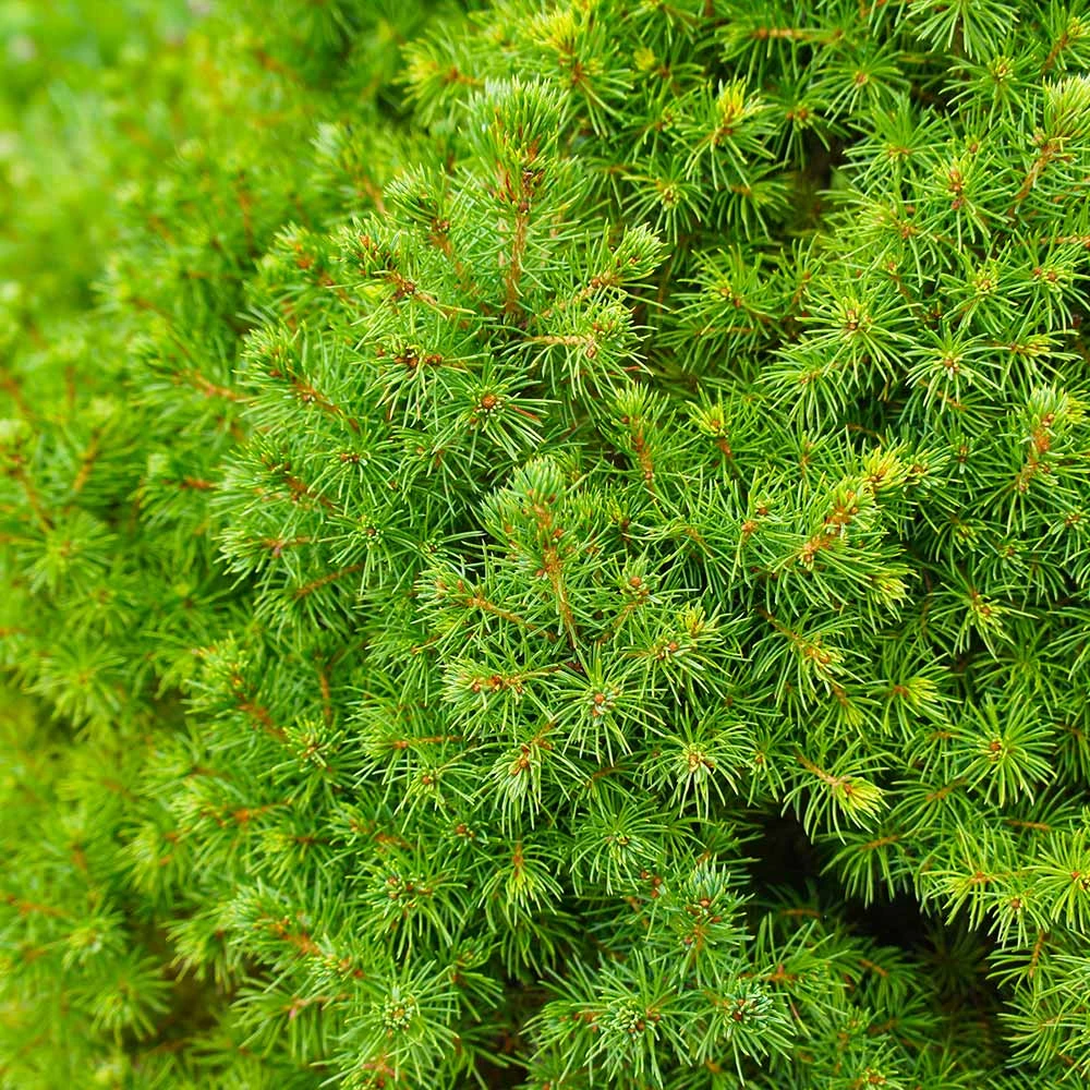 Dwarf Alberta Spruce - Image 5