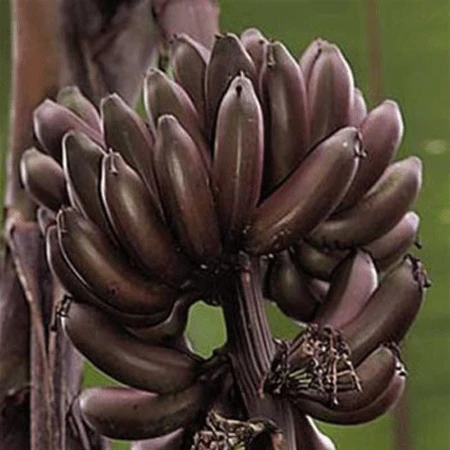 Dwarf Red Banana Tree - Image 3