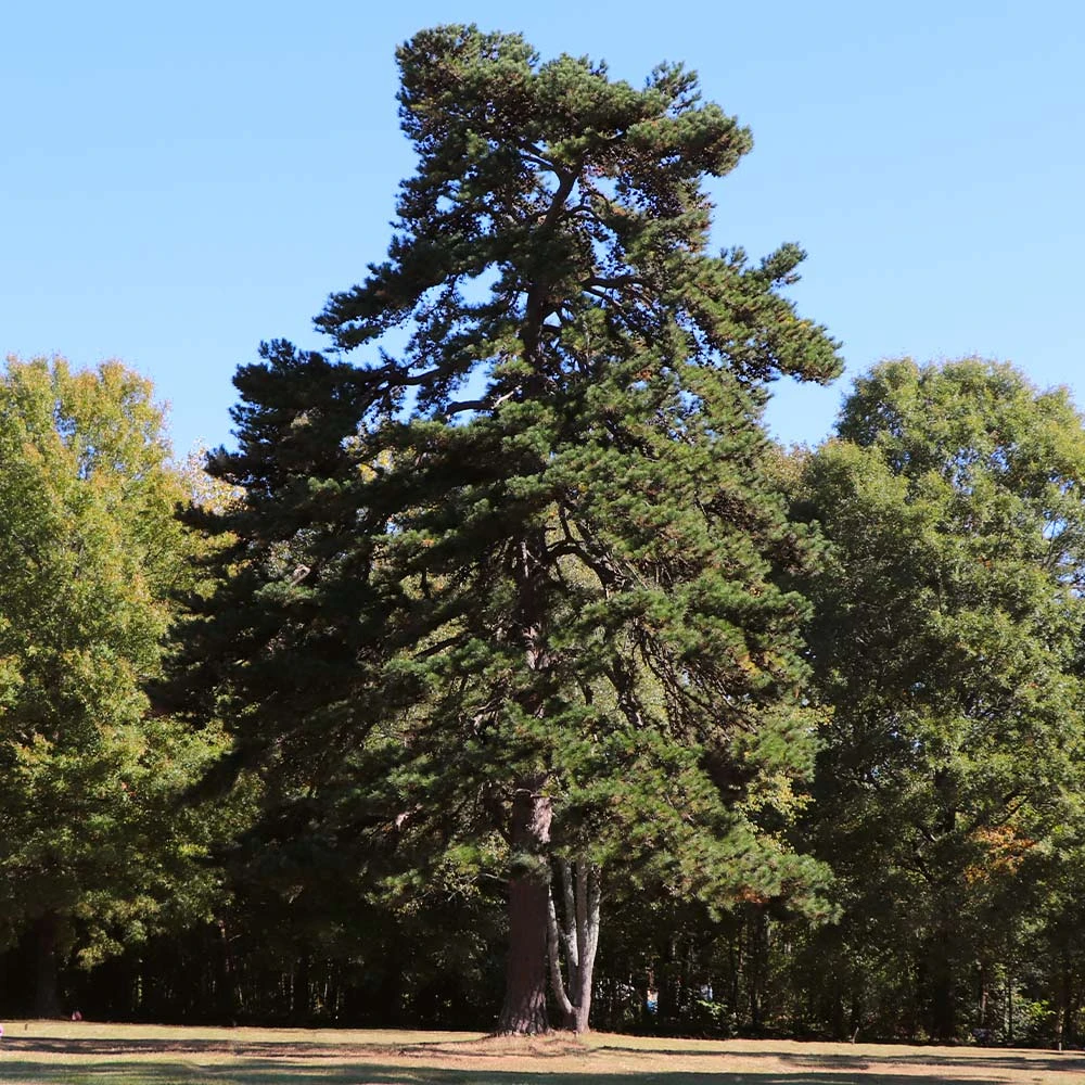 Eastern Red Cedar Tree - Image 5