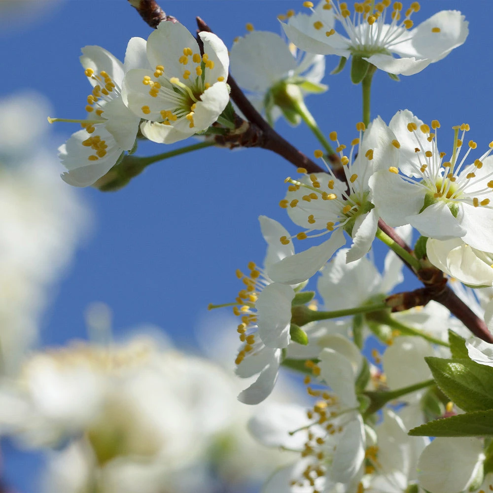 Elephant Heart Plum Tree - Image 4