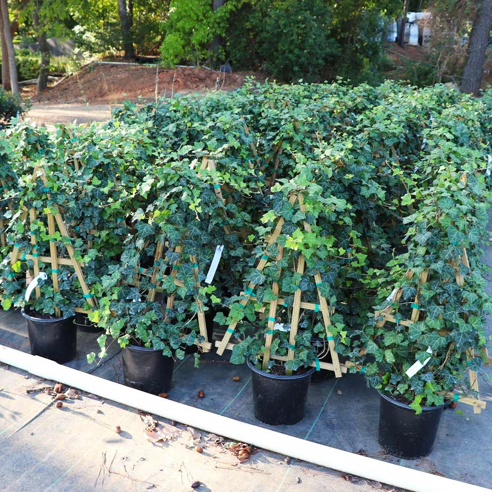 English Ivy Vine - Image 4