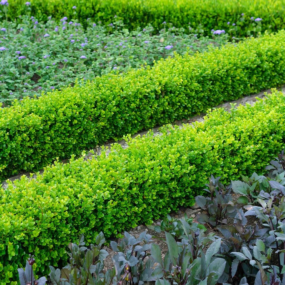 English Boxwood Shrub - Image 2
