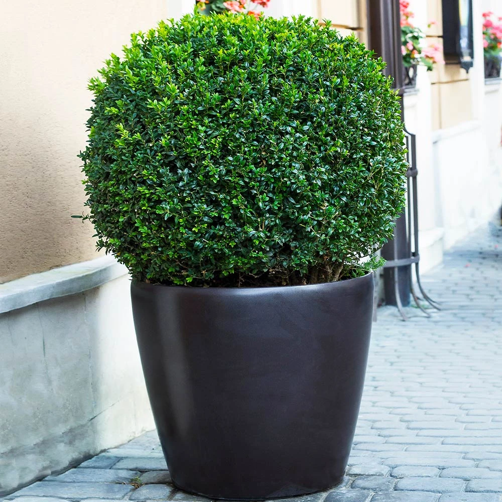 English Boxwood Shrub - Image 4